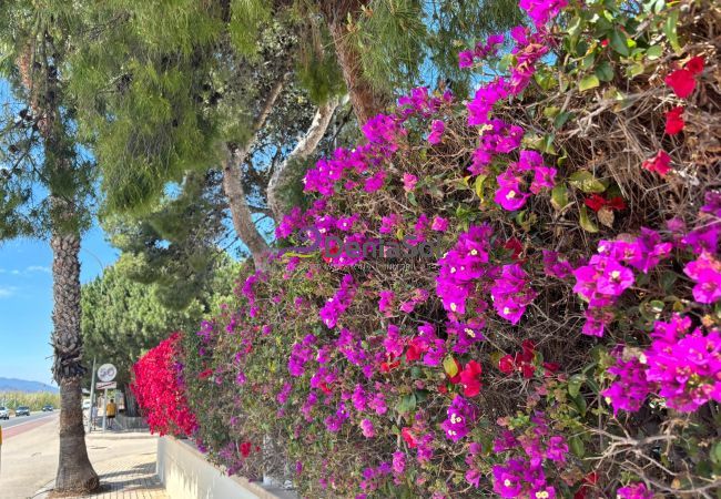 Apartment in Denia - 173 Estrella De Mar Apartment in Denia - 173 Estrella De Mar